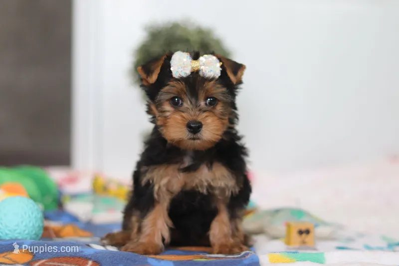 Cora – Yorkshire Terrier puppy for sale in Fresno, OH