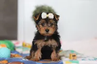 Cora, a female Yorkshire Terrier for sale in Fresno, OH – Photo 1 of 5