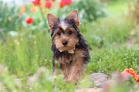 Cora, a female Yorkshire Terrier for sale in Fresno, OH – 3 of 10