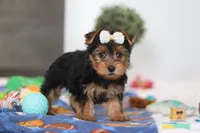 Cora, a female Yorkshire Terrier for sale in Fresno, OH – Photo 4 of 5