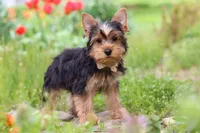 Cora, a female Yorkshire Terrier for sale in Fresno, OH – 7 of 10