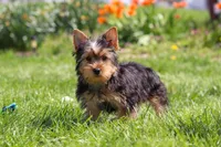 Cora, a female Yorkshire Terrier for sale in Fresno, OH – 8 of 10