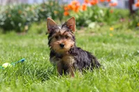 Cora, a female Yorkshire Terrier for sale in Fresno, OH – 9 of 10