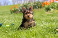 Cora, a female Yorkshire Terrier for sale in Fresno, OH – 10 of 10