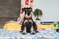 James, a male Miniature Schnauzer for sale in Fresno, OH – 8 of 10