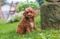 Elowyn, a female Cavapoo for sale in Fresno, OH – 4 of 9