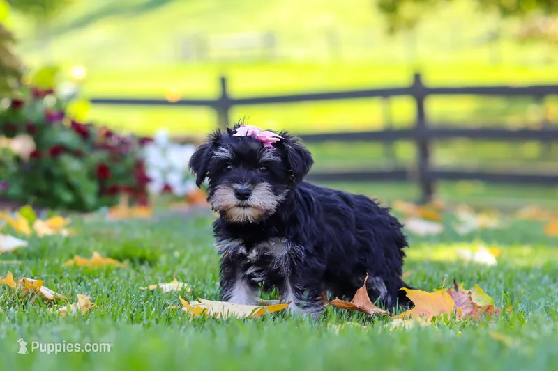 Gracie – Miniature Schnauzer puppy for sale in Fresno, OH