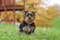 Jasper, a male Yorkshire Terrier for sale in Fresno, OH – 1 of 9
