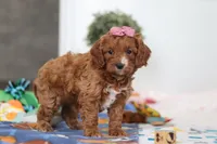 Brielle, a female Cavapoo for sale in Fresno, OH – Photo 4 of 5