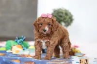 Brielle, a female Cavapoo for sale in Fresno, OH – Photo 5 of 5
