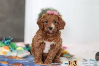 Brielle, a female Cavapoo for sale in Fresno, OH – Photo 1 of 5