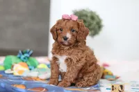 Brielle, a female Cavapoo for sale in Fresno, OH – Photo 2 of 5