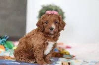 Brielle, a female Cavapoo for sale in Fresno, OH – Photo 3 of 5