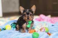 Bear, a male Yorkshire Terrier for sale in Fresno, OH – Photo 6 of 6