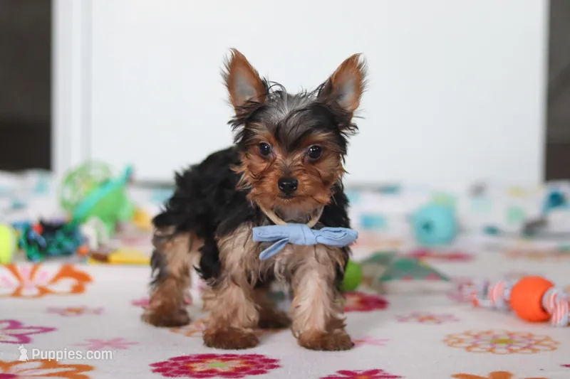 Bear – Yorkshire Terrier puppy for sale in Fresno, OH