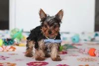Bear, a male Yorkshire Terrier for sale in Fresno, OH – Photo 1 of 4