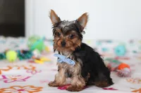 Bear, a male Yorkshire Terrier for sale in Fresno, OH – Photo 2 of 4