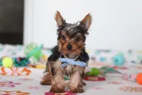 Bear, a male Yorkshire Terrier for sale in Fresno, OH – Photo 3 of 4