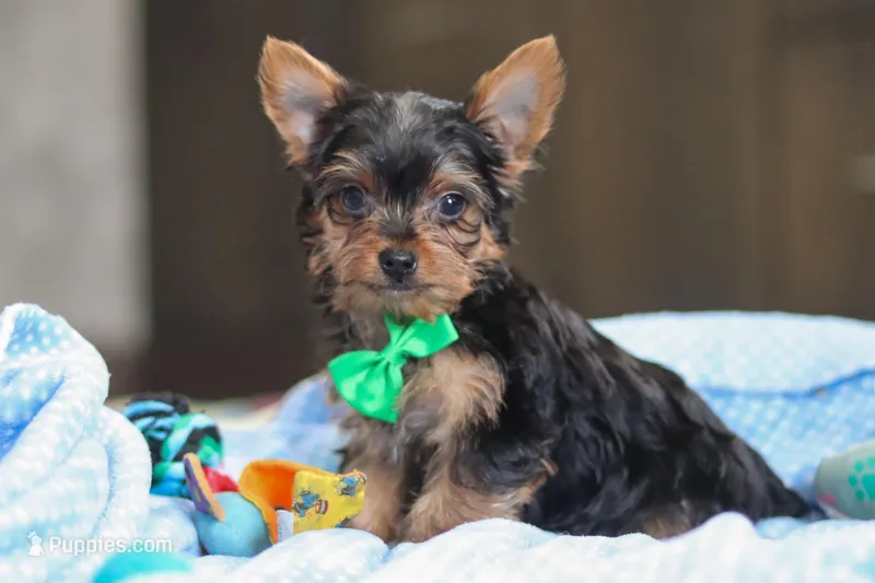 Bear, a male Yorkshire Terrier for sale in Fresno, OH – Photo 1 of 6
