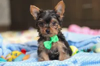 Bear, a male Yorkshire Terrier for sale in Fresno, OH – Photo 2 of 6
