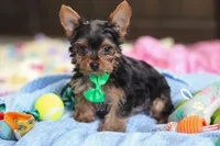 Bear, a male Yorkshire Terrier for sale in Fresno, OH – Photo 3 of 6