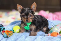 Bear, a male Yorkshire Terrier for sale in Fresno, OH – Photo 4 of 6