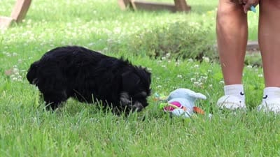 Hunter, a male Miniature Schnauzer for sale in Fresno, OH – 10 of 10