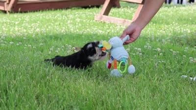 Jack, a male Miniature Schnauzer for sale in Fresno, OH – 8 of 8