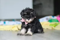 Daisy, a female Miniature Schnauzer for sale in Fresno, OH – 3 of 10