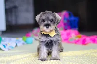 Henry, a male Miniature Schnauzer for sale in Fresno, OH – 3 of 10