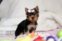 Mia, a female Yorkshire Terrier for sale in Fresno, OH – Photo 9 of 10