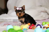 Mia, a female Yorkshire Terrier for sale in Fresno, OH – Photo 10 of 10