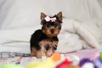 Mia, a female Yorkshire Terrier for sale in Fresno, OH – Photo 1 of 10