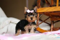 Mia, a female Yorkshire Terrier for sale in Fresno, OH – Photo 2 of 10