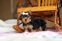 Mia, a female Yorkshire Terrier for sale in Fresno, OH – Photo 5 of 10