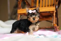 Mia, a female Yorkshire Terrier for sale in Fresno, OH – Photo 3 of 10