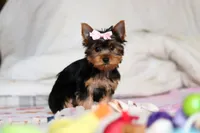 Mia, a female Yorkshire Terrier for sale in Fresno, OH – Photo 6 of 10