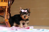 Mia, a female Yorkshire Terrier for sale in Fresno, OH – Photo 4 of 10