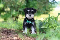 Jack, a male Miniature Schnauzer for sale in Fresno, OH – 5 of 8