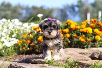Kelly, a female Miniature Schnauzer for sale in Fresno, OH – 2 of 8