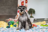 Nolan, a male Miniature Schnauzer for sale in Fresno, OH – 2 of 8