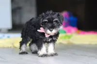 Daisy, a female Miniature Schnauzer for sale in Fresno, OH – 7 of 10