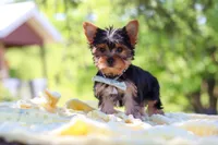 Drake, a male Yorkshire Terrier for sale in Fresno, OH – 5 of 10