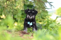 Hunter, a male Miniature Schnauzer for sale in Fresno, OH – 6 of 10