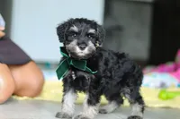Percy, a male Miniature Schnauzer for sale in Fresno, OH – 5 of 10