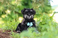 Hunter, a male Miniature Schnauzer for sale in Fresno, OH – 9 of 10
