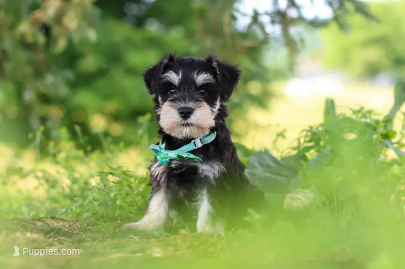 Jack – Miniature Schnauzer puppy for sale in Fresno, OH