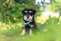 Jack, a male Miniature Schnauzer for sale in Fresno, OH – 1 of 8