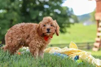 Nash, a male Cavapoo for sale in Fresno, OH – 2 of 6