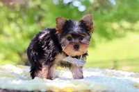 Bolt, a male Yorkshire Terrier for sale in Fresno, OH – 2 of 10